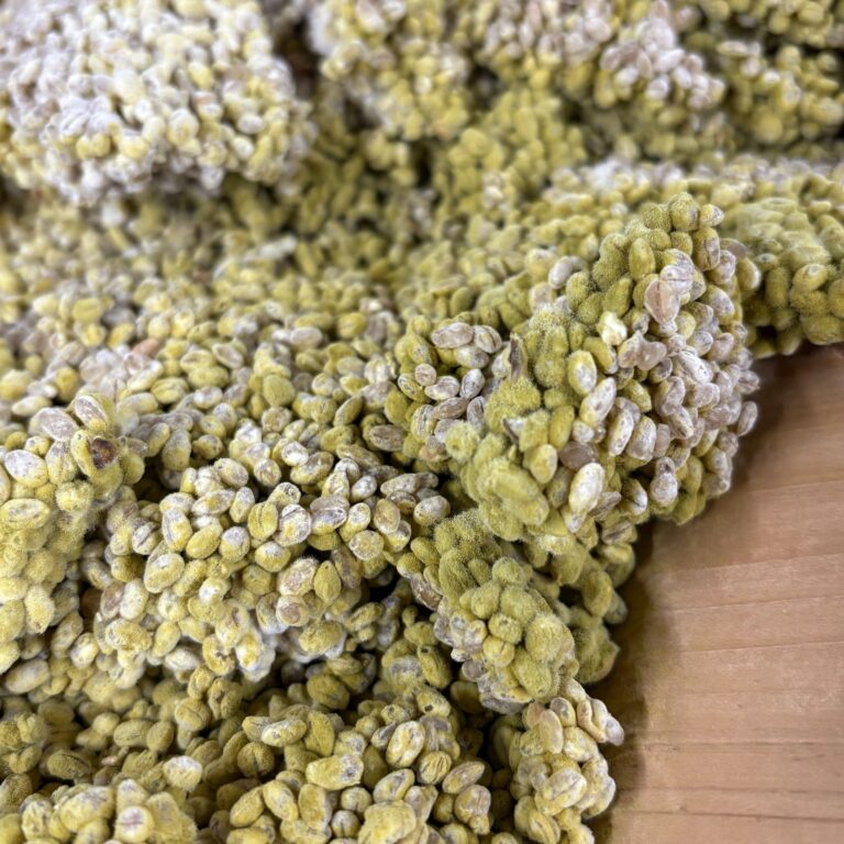 麦麹 朝日醸造